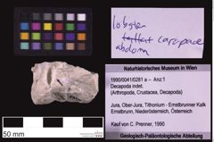 Foto (Objekt + Etiketten) von Decapoda indet. (NHMW-GEO-1990-0041-0281a)